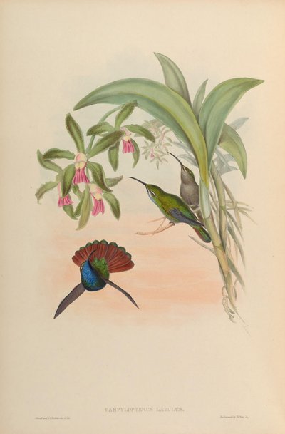 Campylopterus lazulus = Campylopterus falcatus af John Gould